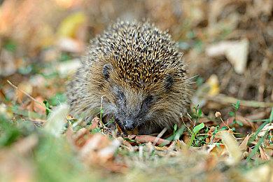 《龙珠》游戏大赛Battle Hour 2024年1月举行